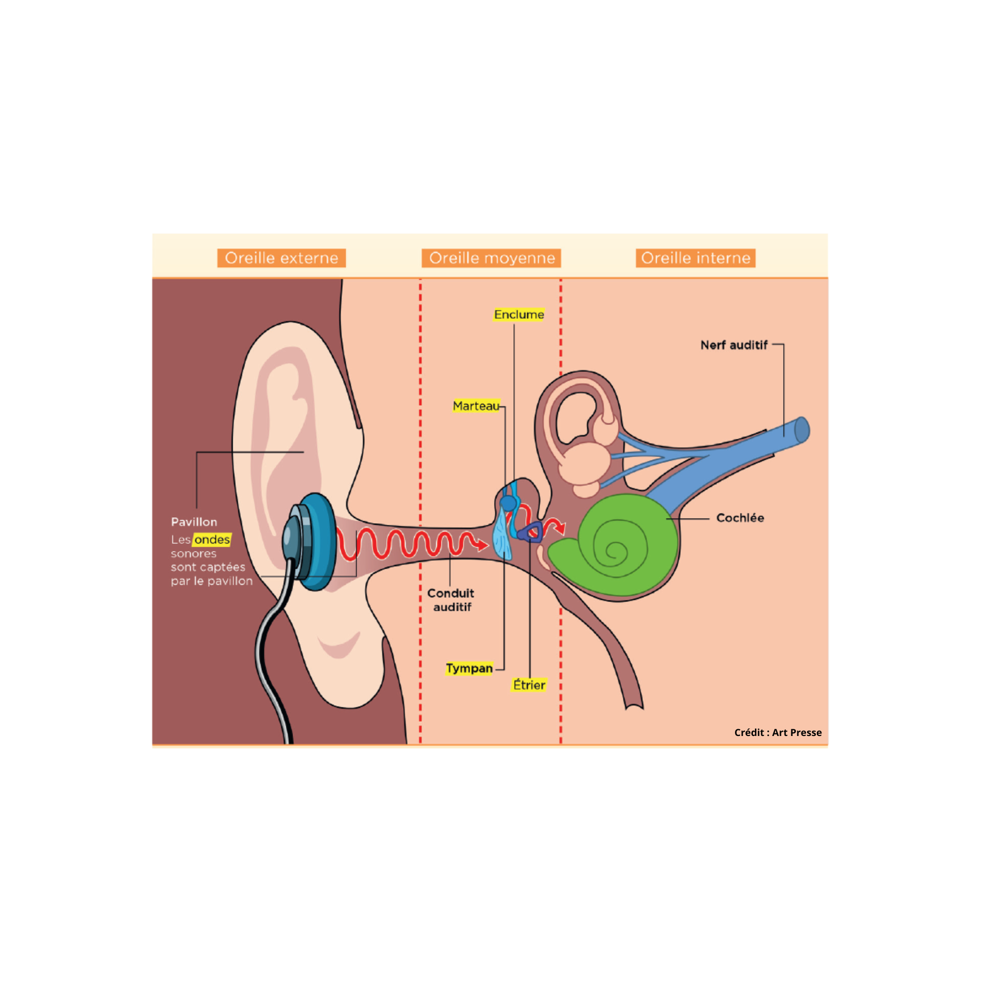 Schéma oreille_ArtPresse